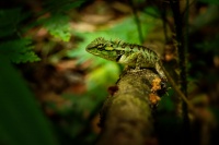 Lepojester mramorovany - Calotes emma - Emma Grays forest lizard o8542